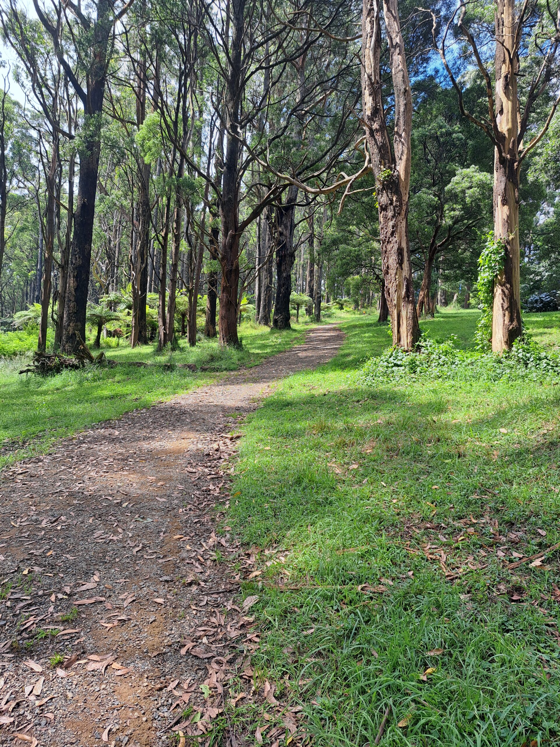 School track sassafras